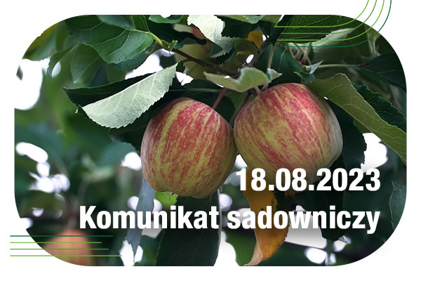 Komunikat sadowniczy 18.08.2023 r. // Parch jabłoni, szkodniki i wybarwienie owoców